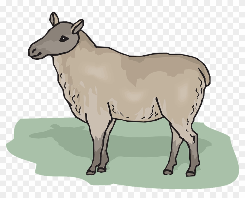 Ewe Free Images On Pixabay - Goat #668045