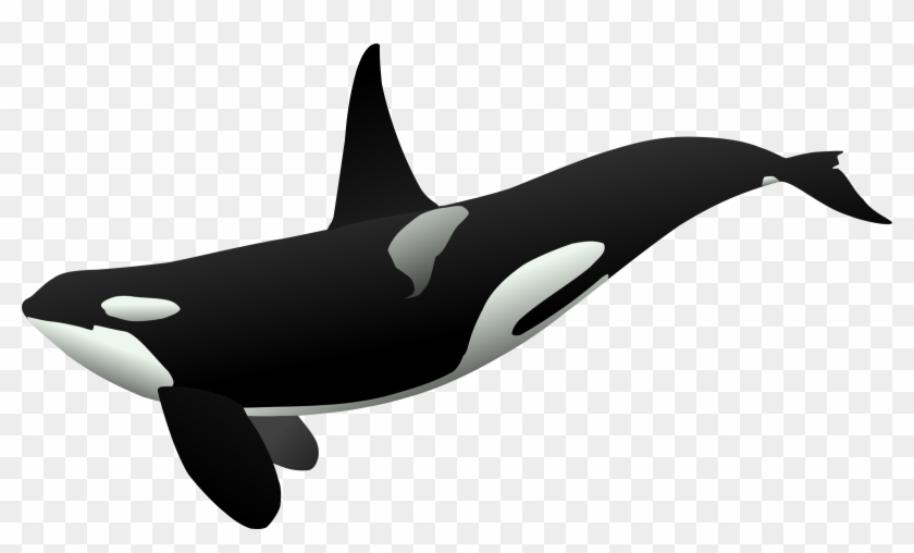 Killer Whale Clipart Strong - Orca Clipart #668216