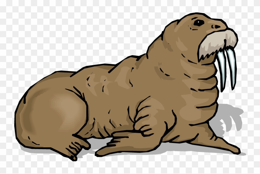 Walrus Clip Art - Walrus Clipart #668245