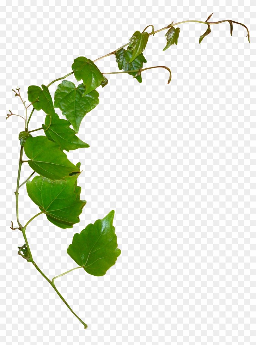 Leaf Plant Stem Clip Art - Leaf Plant Stem Clip Art #668488