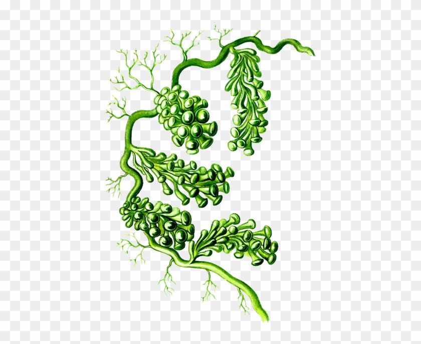 Algae In The Sea Stock Vector - Caulerpa Racemosa #668508