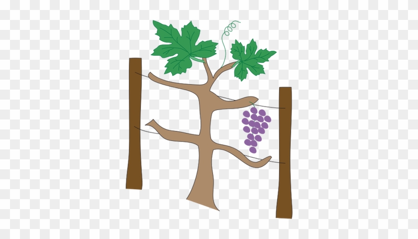 Drawn Grape Grape Plant - Grape #668882