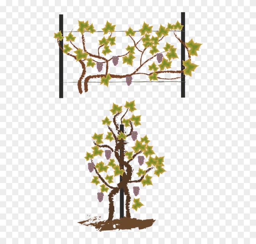 Grape Outline 27, Buy Clip Art - Plantation #668890