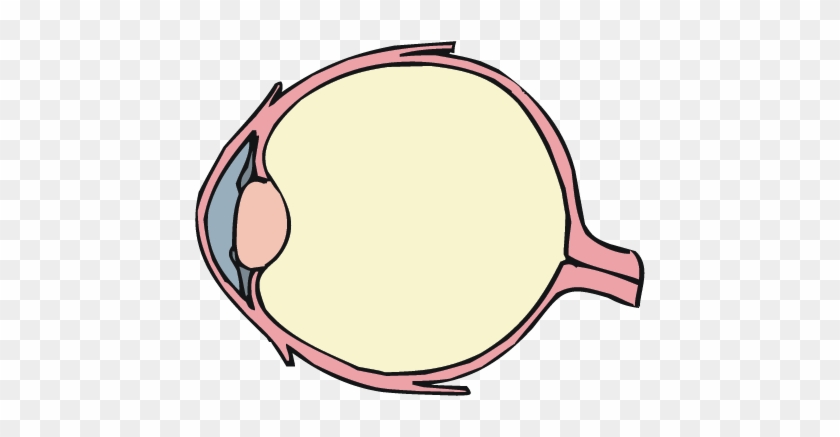 Anatomy Of And Eye - Diagram Of The Eye #668887