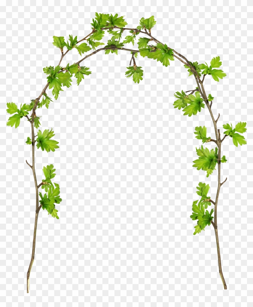 Grape Twig Plant Stem Flowerpot Leaf - Grape Twig Plant Stem Flowerpot Leaf #669019