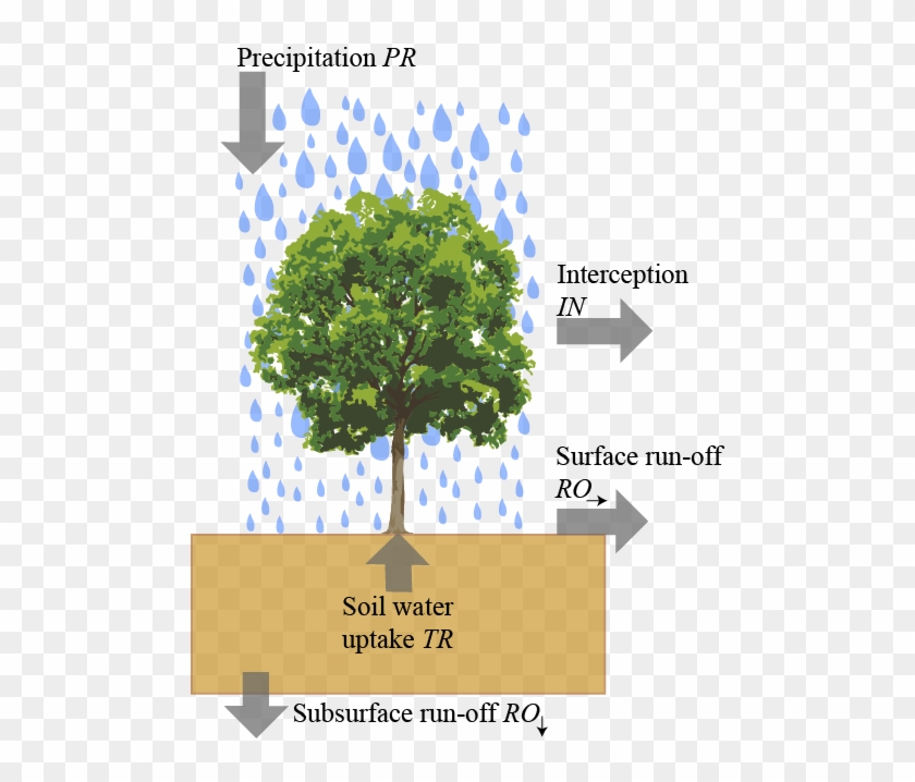 Water Enters The Ecosystem Through Precipitation E - Interception In The Water Cycle #668929