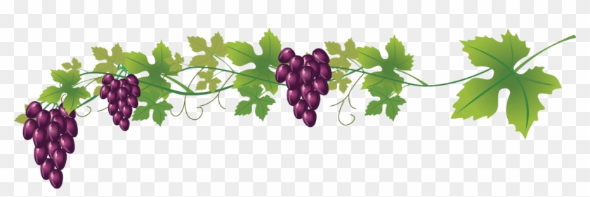 Wine Common Grape Vine Royalty-free Clip Art - Transparent Background Wine Red Grape #669398