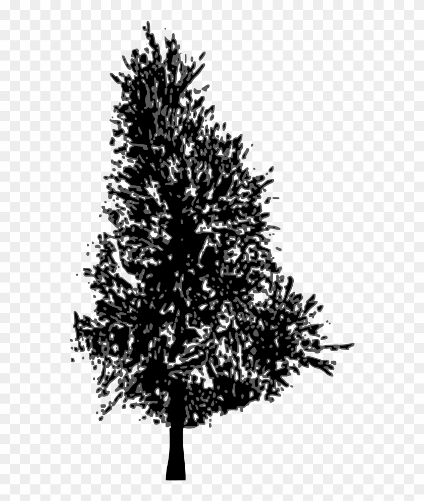 Pine Tree Vector - Pine Trees Sillhouette Png #670258