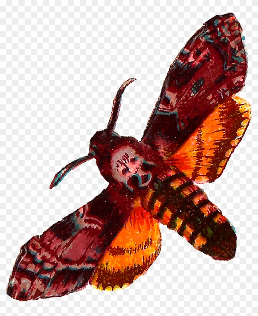 The Second Digital Moth Clip Art Is Of The Death's - Death Head Moth .png #670724