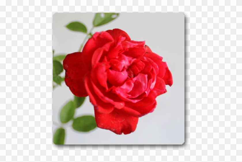 Rose Red #671321