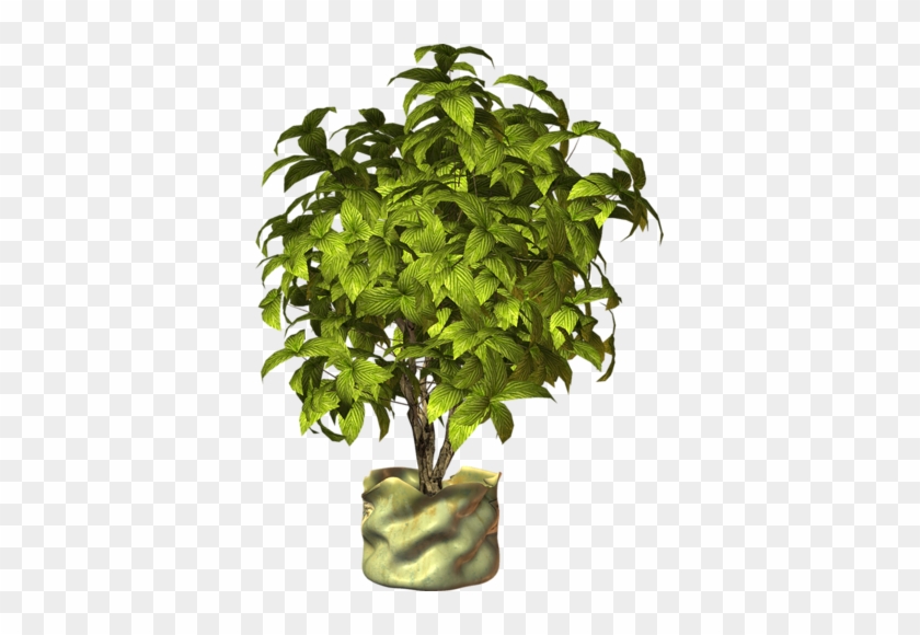 Gif De Planta Png #671622