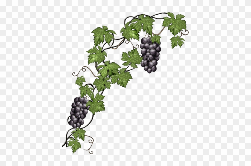 You Might Also Like - Grape Vine Transparent #671639