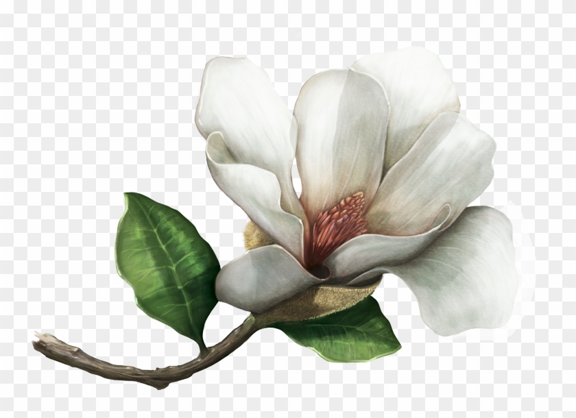 Los Herbarios Y Jardines Botánicos Preservan Muestras - Chinese Magnolia #671663