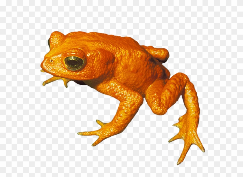 Golden Toad Png, Toad Clip Art Png - Golden Toad #671875
