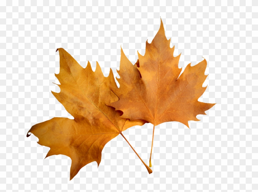 Leaf Autumn Leaf Autumn Nature Png Image - Leaf Autumn Leaf Autumn Nature Png Image #672238