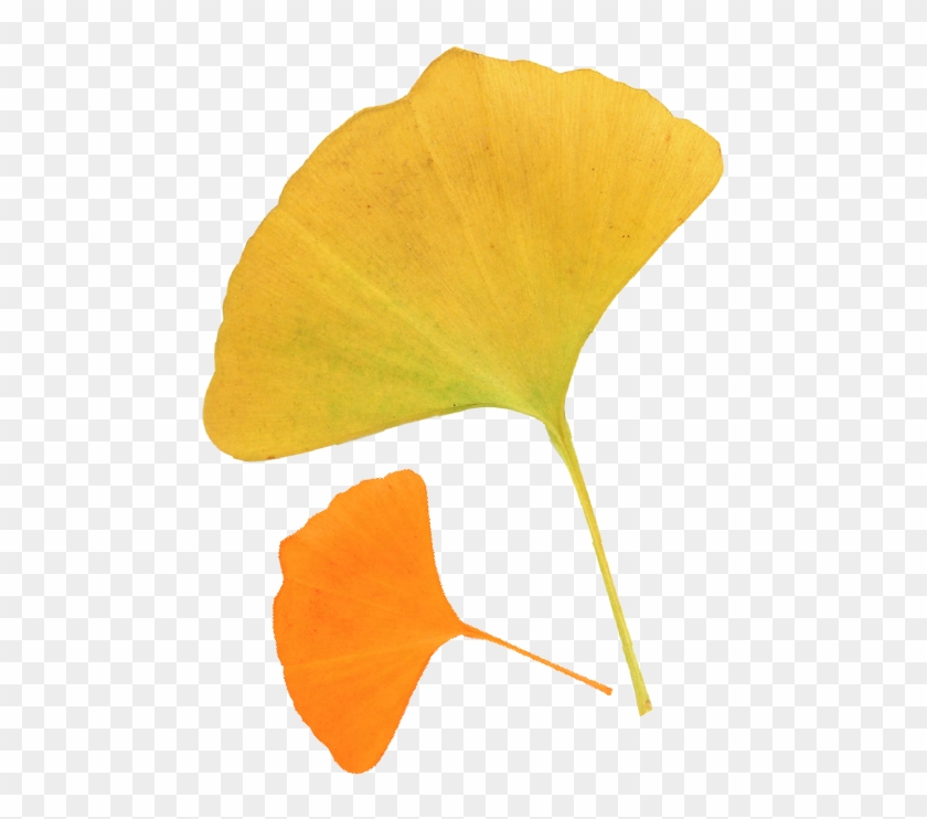 Leaf Ginkgo Biloba Autumn Deciduous - Leaf Ginkgo Biloba Autumn Deciduous #672257