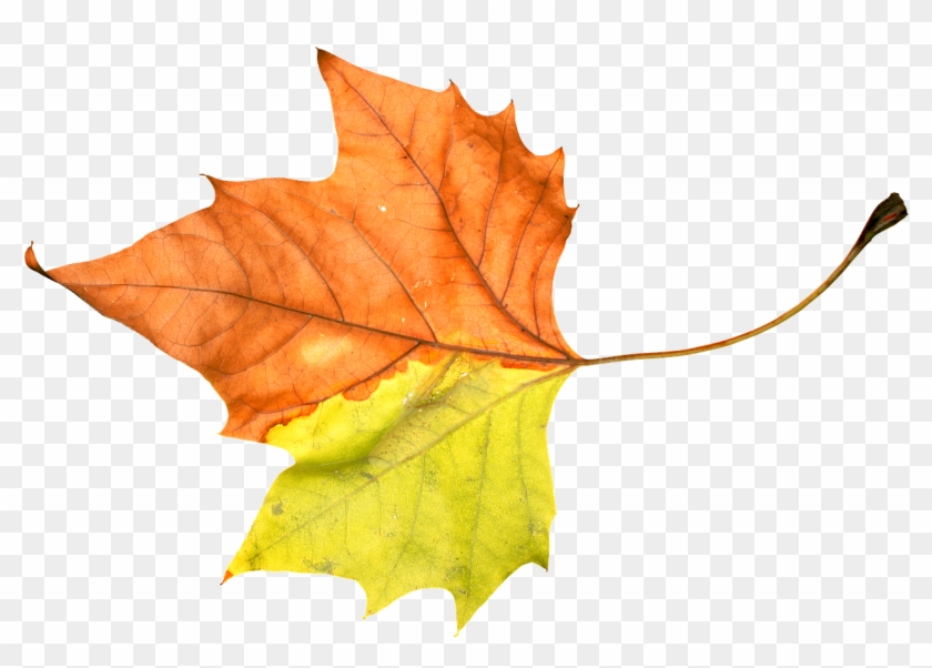 Foliage Leaf Leafage Autumn Png Image - Leaf #672268