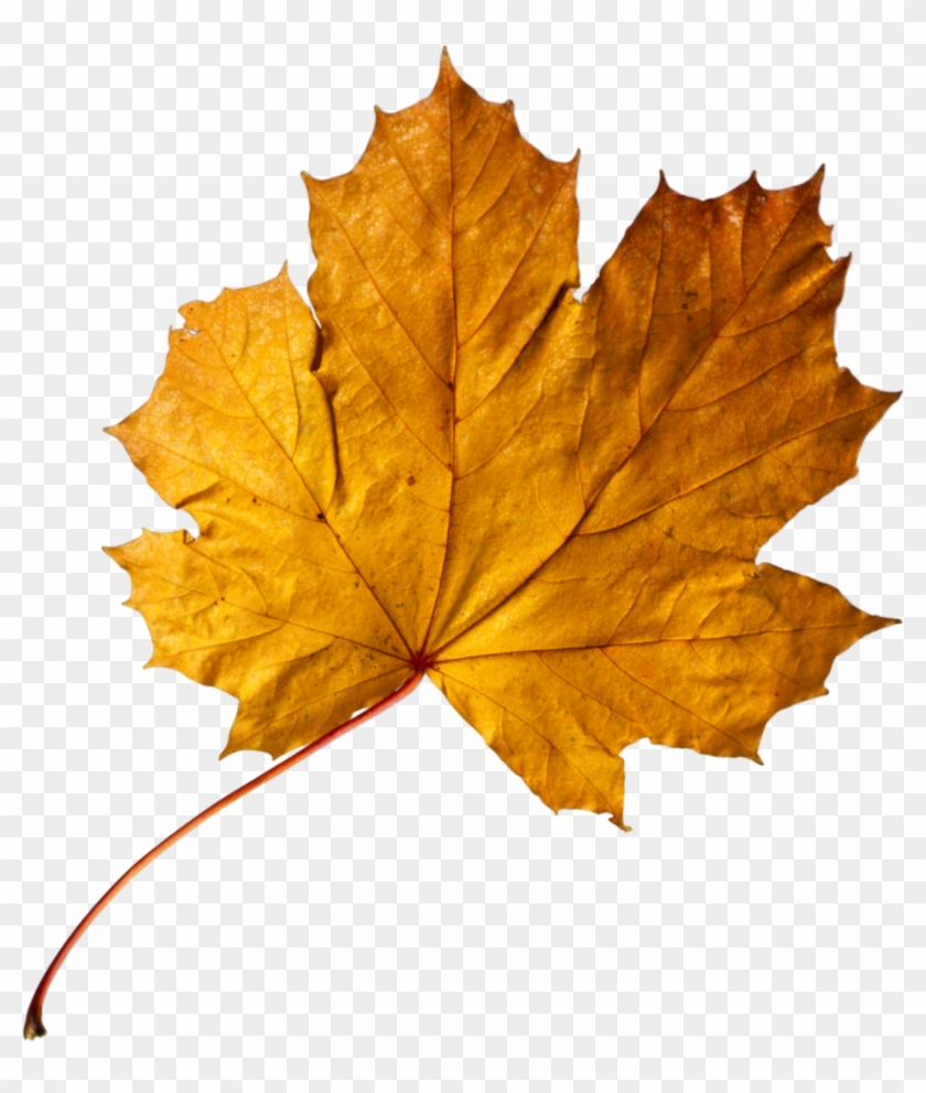 Apricot Autumn Leaf Color Maple Leaf Gold - Apricot Autumn Leaf Color Maple Leaf Gold #672462