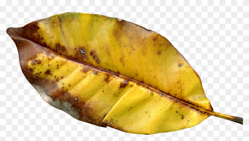 Autumn Leaf Png Transparent Image - Autumn Leaf Color #673021