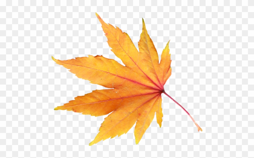 Autumn Leaf - Spring Leaf Png #673089