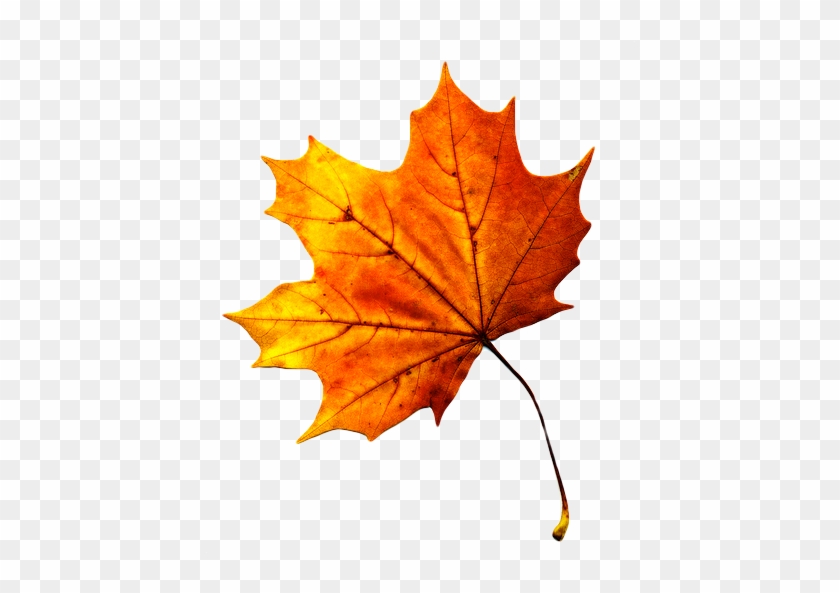 3d Autumn Live Wallpaper - Autumn Leaf Png #673111