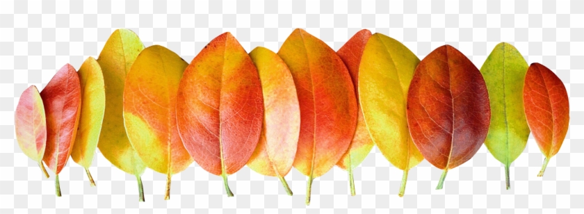 Catalog Autumn Leaves Png Transparent Images - Autumn Png #673195