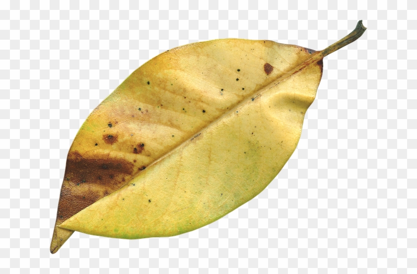 Magnolia Leaf, Fall, Autumn, Season, Nature, Natural - Autumn #673256