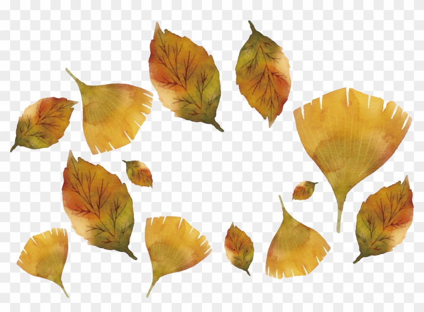 Maple Leaf Ginkgo Biloba - Maple Leaf Ginkgo Biloba #673452