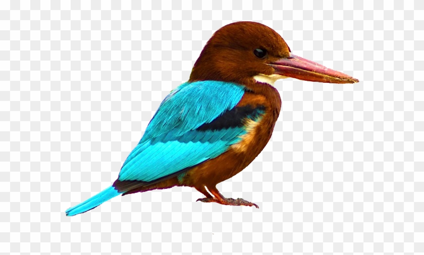 Kingfisher Bird Download Png Image - Kingfisher #673444