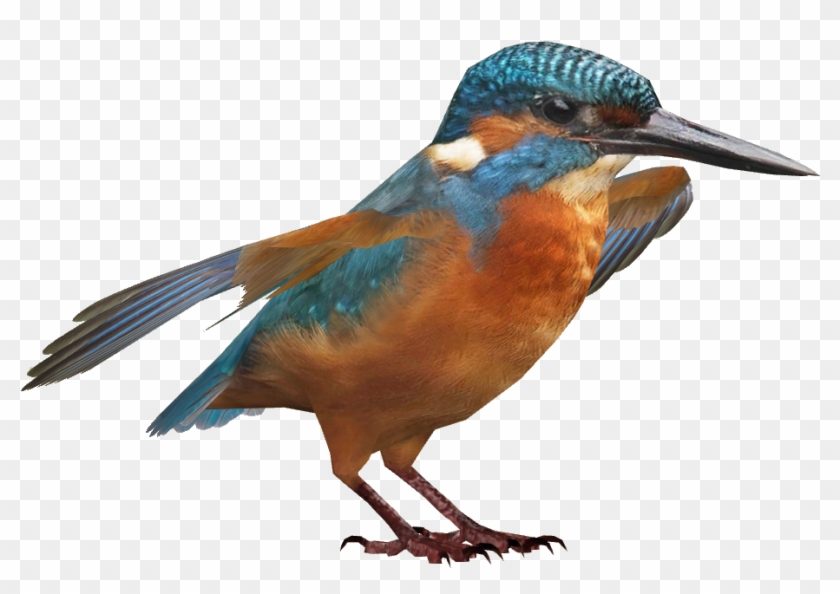 Kingfisher Png Hd - Kingfisher Png #673445