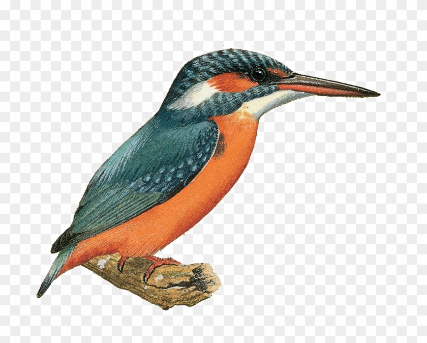 Kingfisher Bird Png Image With Transparent Background - Kingfisher Png #673454
