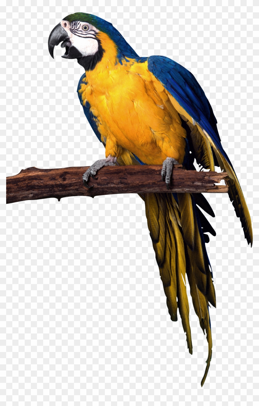 Big Backgrounds - Macaw Parrot Png #673468