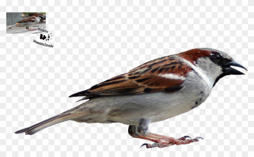 Sparrow Png #673484