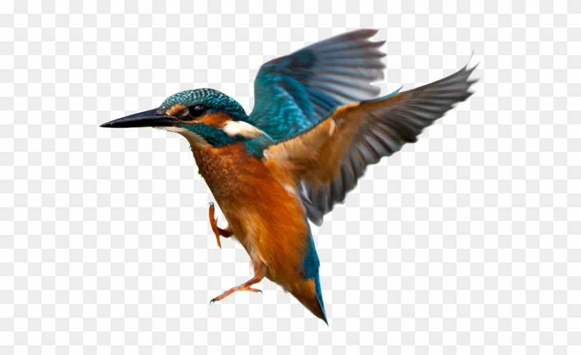 Kingfisher - Kingfisher #673492