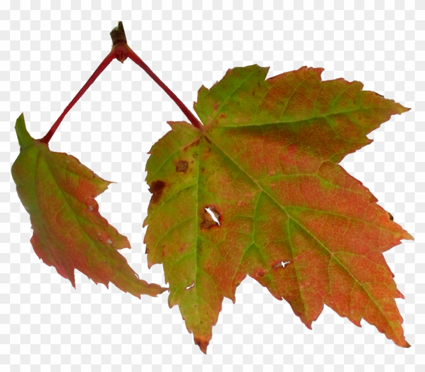 Maple Leaf Autumn Clip Art - Maple Leaf Autumn Clip Art #673599