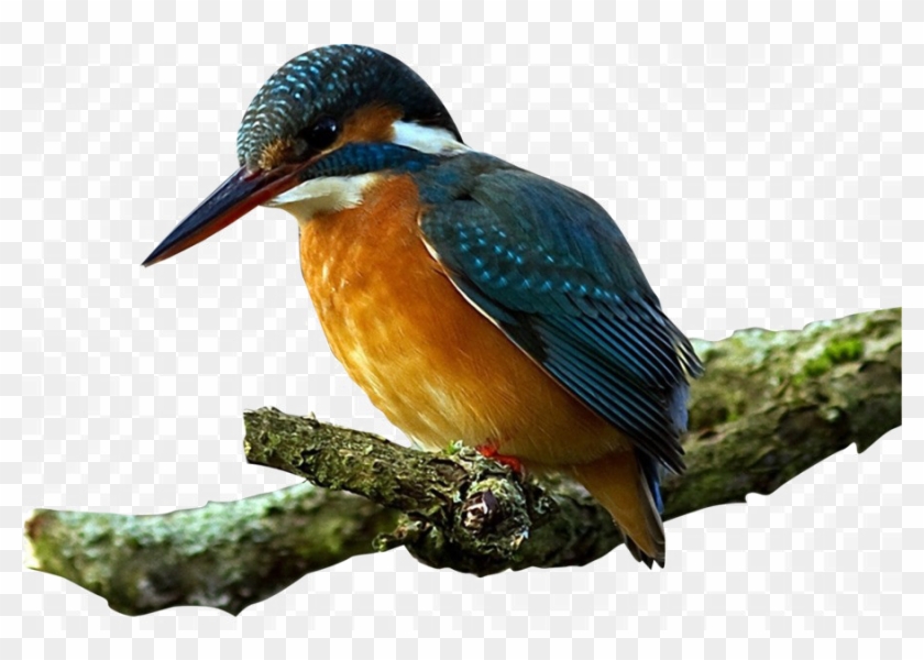 Kingfisher Bird Transparent Images - Note Cards (pk Of 20) #673498