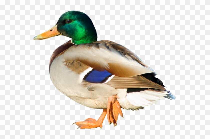 Pato Png Imagen - Duck Png Transparent #673503