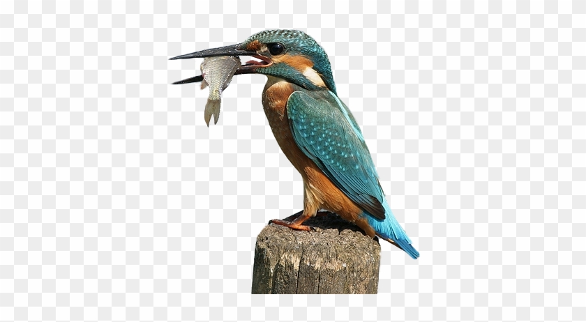 Kingfisher Png By Lg-design - D Oiseau Qui Mange Des Poisson #673518