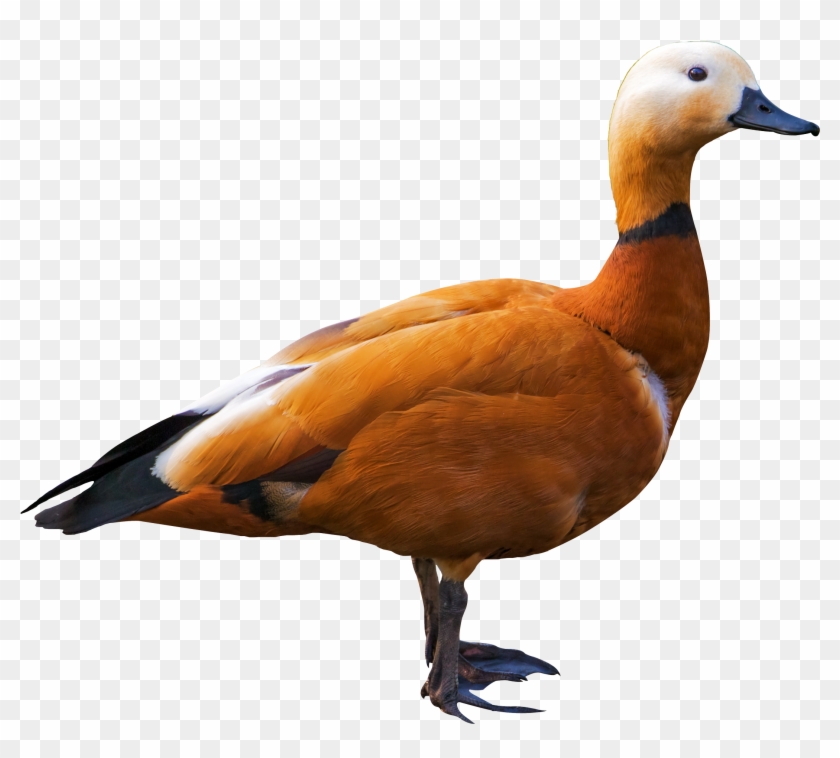 Shelduck Png Transparent Image - Bird Png #673524