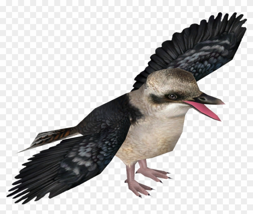 Laughing Kookaburra - Kookaburra Png #673567