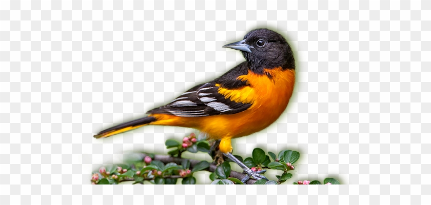 Baltimore Orioles - Baltimore Oriole Bird Png #673572