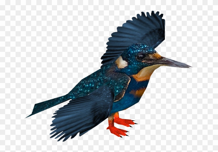 Bismarck Kingfisher - Blyth's Kingfisher #673577