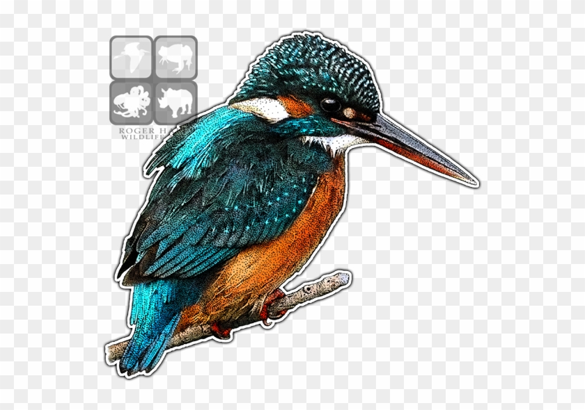 Common Kingfisher Art Decal - Kingfishers Of The World Greeting Card #673579