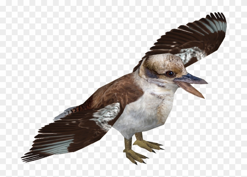 Laughing Kookaburra - Laughing Kookaburra #673597