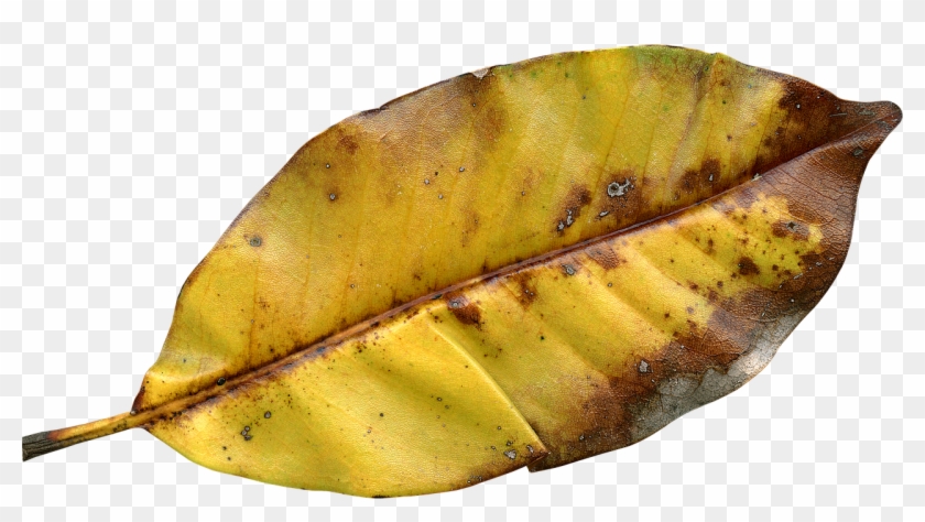 Leaf Fall Autumn Fall Leaves Png Image - Leaf Fall Autumn Fall Leaves Png Image #673605