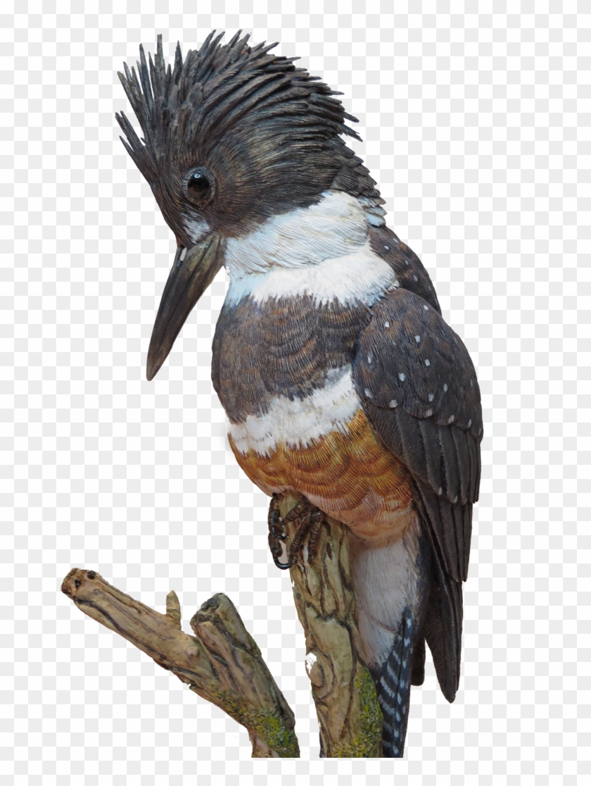 Kingfisher Cutout 800×1,067 Pixels - Kingfisher Cutout 800×1,067 Pixels #673600