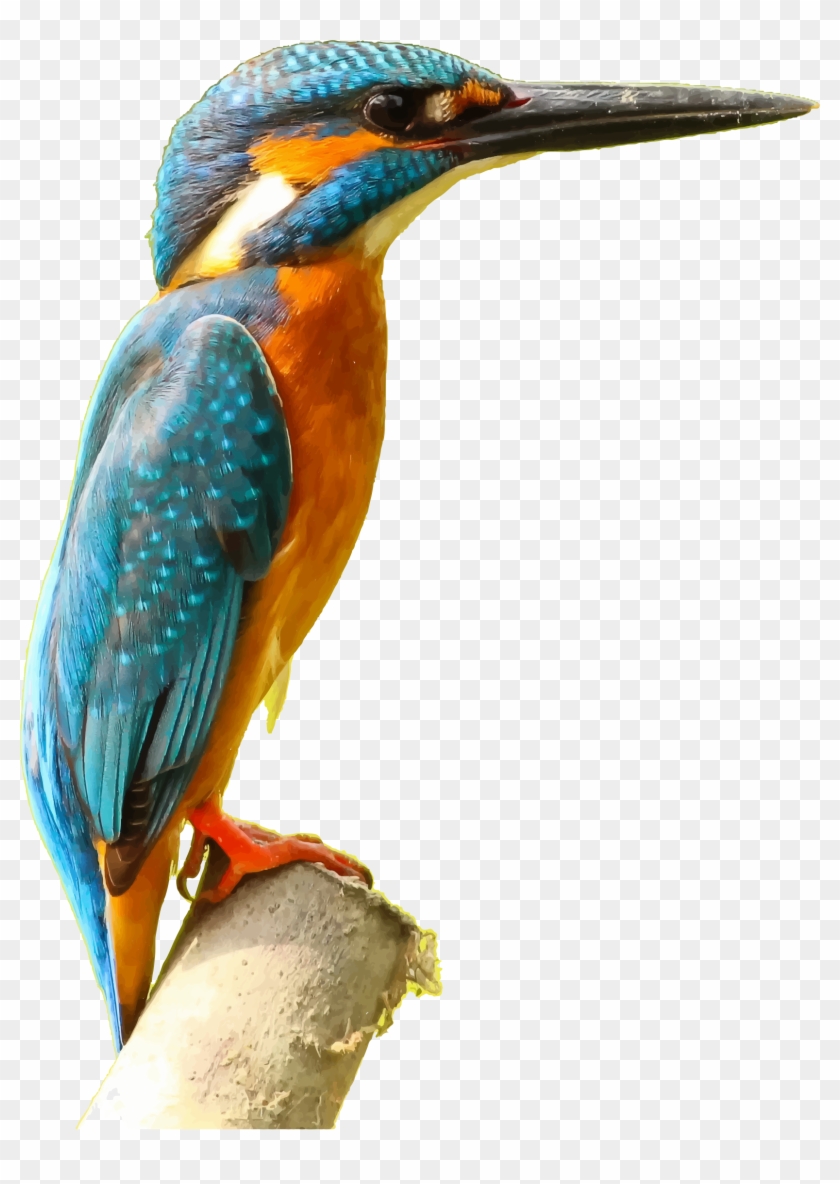 Kingfisher Png Picture - Kingfisher Transparent #673608