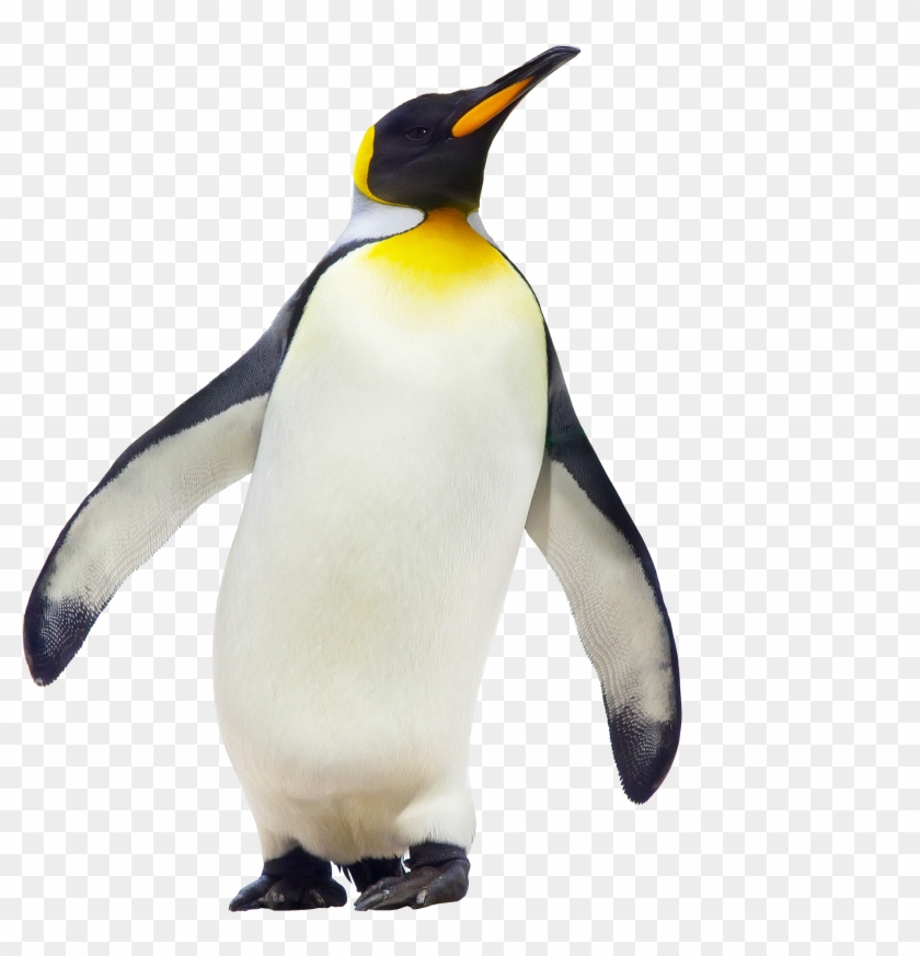 Nice Image Of Penguin - Mr Popper's Penguins Greta #673621