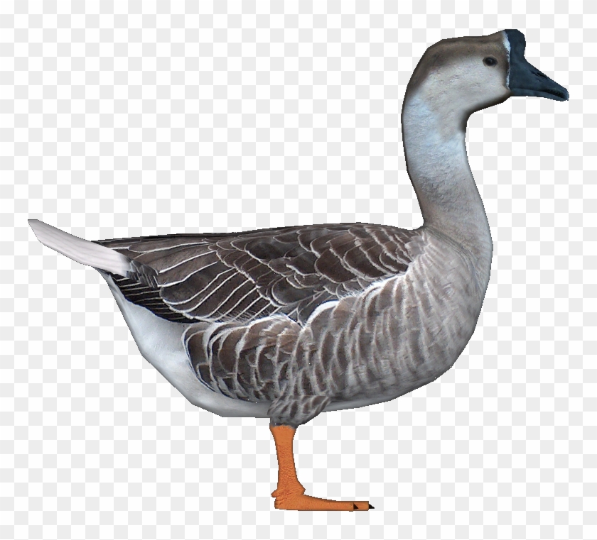 Goosechinese Jimmyzhoopz - Chinese Goose Png #673652
