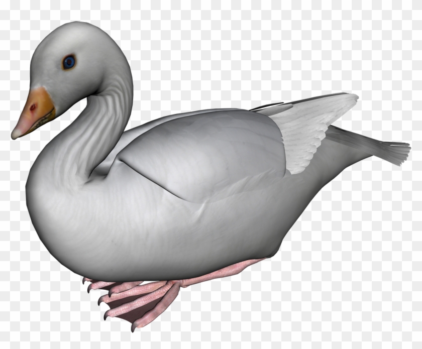 Free High Resolution Graphics And Clip Art - Seaduck #673666